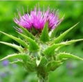 Milk Thistle P.E.