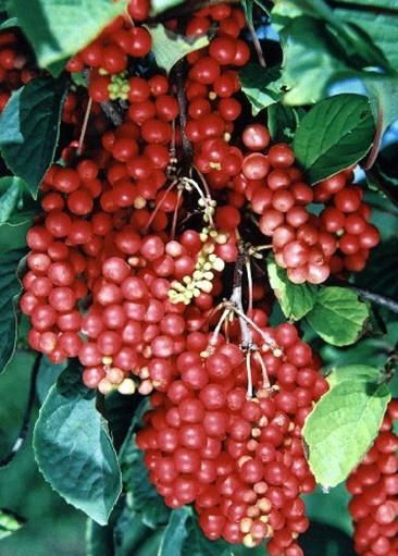 Schisandra Chinensis P.E.