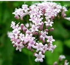 Valerian Root P.E.