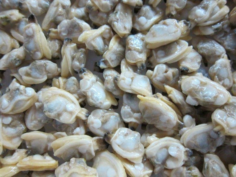 FROZEN BOILED SHORT-NECKED CLAM MEAT