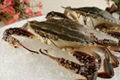 FROZEN SWIMMING CRAB