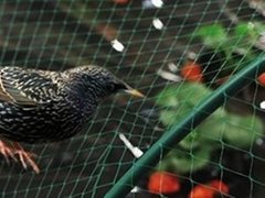 防鸟网养殖网