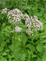 Valerian Root P.E.