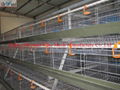 battery cages laying hens 1