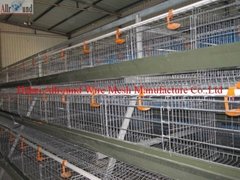 battery cages laying hens