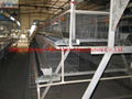 battery cages laying hens 3