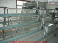 battery cages for layers 3