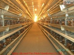 automatic chicken farming equipment