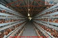 chicken egg poultry farm 1