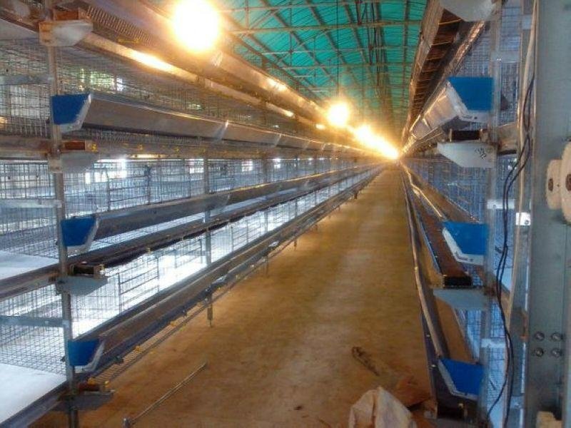 layer chicken poultry shed