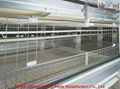 automatic poultry layers cages systems 3