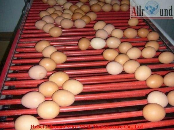 automatic poultry layers cages systems 5