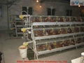 layer poultry cages for nigeria/africa