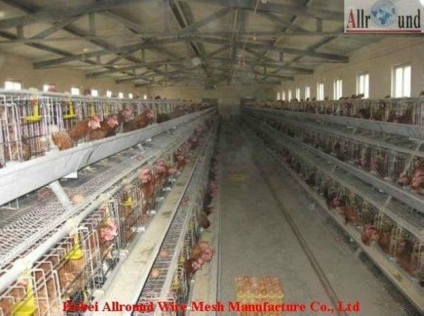 layer poultry cages for nigeria/africa 2
