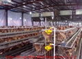 egg laying cages for poultry 2