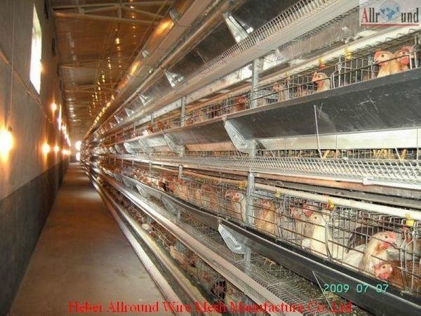 automatic poultry raising equipment 2