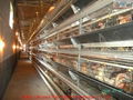 automatic poultry raising equipment 2