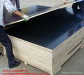 hardwood black film faced plywood