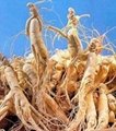 ginseng extract