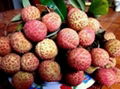 fresh Litchi