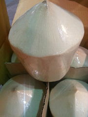 Fresh Coconut Fruits