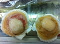 Half scallop shell Xia Yibei