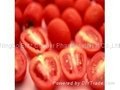 tomato extract Lycopene 5% 10% 90%