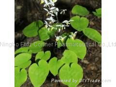 Epimedium Extract