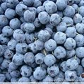 Bilberry Extract in herbal extract