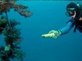 Popular dive light diving flashlight Cree T6 diving torch 3