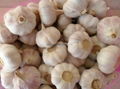 fresh red garlic 1