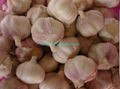 fresh red garlic 2