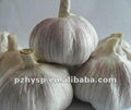 fresh red garlic 5
