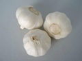 normal white garlic 1