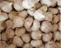 normal white garlic 4