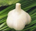 normal white garlic 5