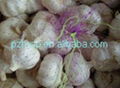 super white garlic 2