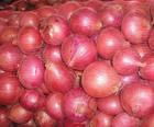 fresh red onion