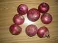 fresh red onion 2