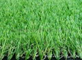 Grass,turf,building grass, 1