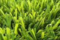 football grass,soccer field grass,sports court lawn 1