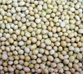 SOYBEAN 5