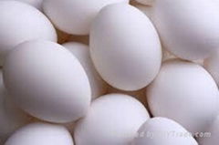 FRESH EGGS