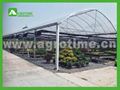 CMY4050Economical Multi-Span Greenhouse 1