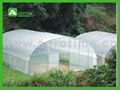 CT3810agricultural used greenhouse for