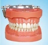 Standard Dentition Teeth Model with 32 Teeth with DP Articulator