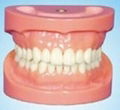 Removable Standard Dentition Model with