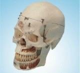 Human-Emulated Skull Model(Consist of 10 Parts)