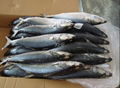frozen pacific mackerel 1