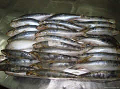 frozen sardine fish